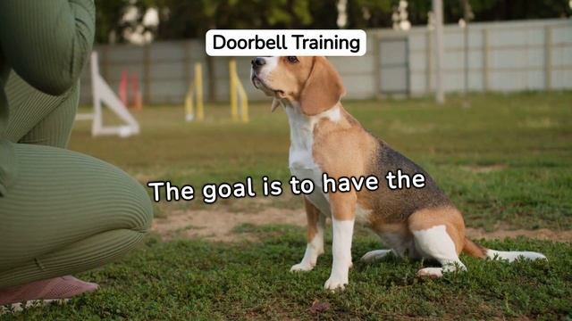 How to Stop Your Dog from Barking at the Doorbell смотреть онлайн