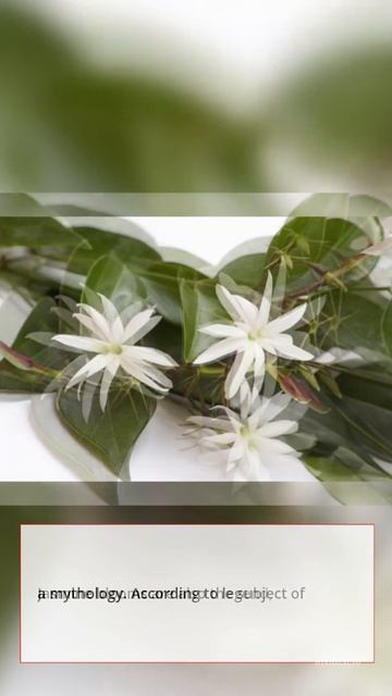How old is the jasmine flower? #shorts смотреть онлайн