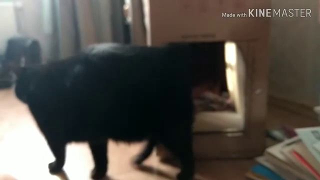 Жизнь кошки чучи часть вторая смотреть онлайн