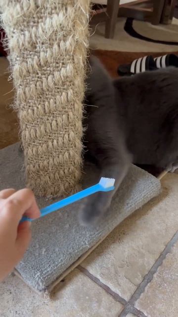 Onyx, Brushing teeth! 🥶#onyxmycat #funycat #catlover смотреть онлайн