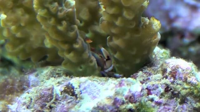 Crabe symbiotique смотреть онлайн