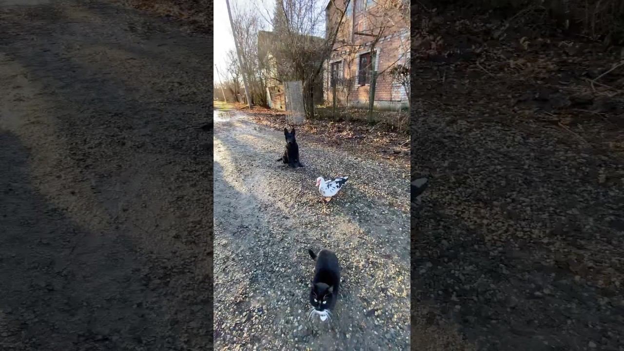 Ральф Немецкая овчарка выдержка с раздражителями/ КОМАНДА СИДЕТЬ смотреть онлайн