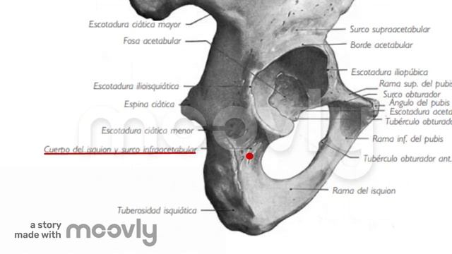 coxal 4 смотреть онлайн