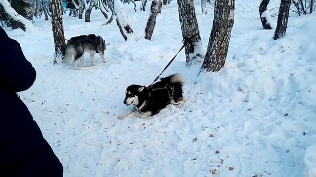 Хаски плачет смотреть онлайн