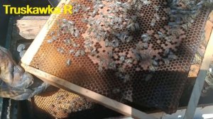 #Пчёлы. Учимся различать плодных и неплодных маток. По расположению крыльев.