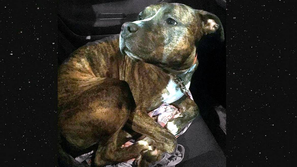 Никому не нужную собаку возвращают УЖЕ 11 РАЗ