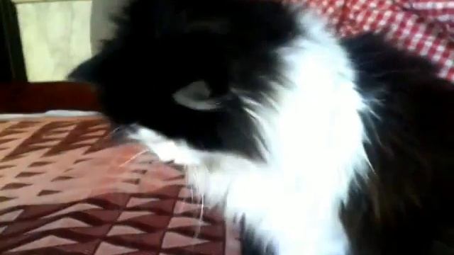 Кота накурили спайсом - smoky cat смотреть онлайн