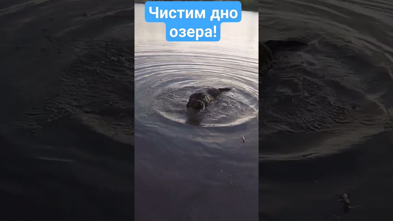 #shorts Чистим дно озера!