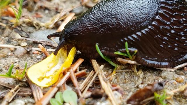 Slug (Arion Ater) eating his supper! смотреть онлайн