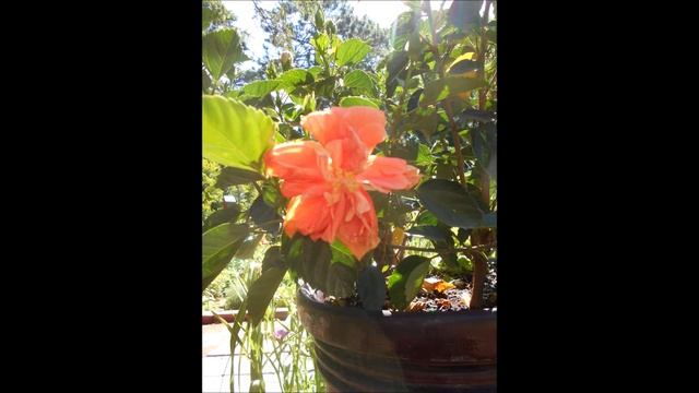 Delicate Beauty Peach Hibiscus June 2021 смотреть онлайн