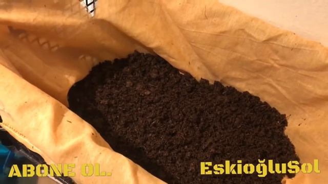 Solucan sayımı ve teslimat EİSENİA FOETİDA bereketi sayım смотреть онлайн