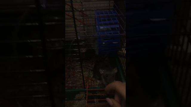 Мои ручные девочки 😃 смотреть онлайн