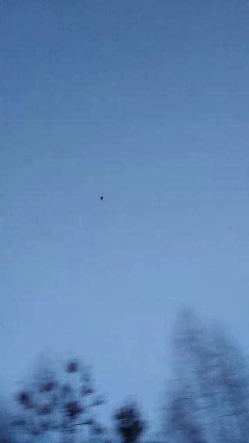 Тяга вальдшнепа смотреть онлайн