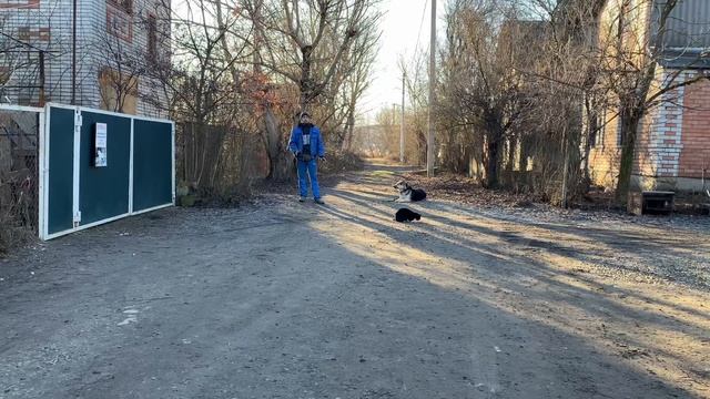 Дрессировка Восточно-европейской овчарки Аска 1 год смотреть онлайн