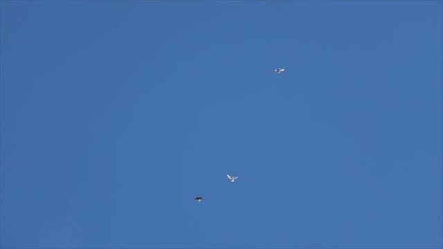 Мои Николаевские голуби летают хорошо! смотреть онлайн