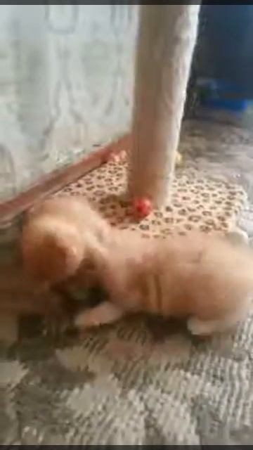 Шотландские котята хайленд-фолд смотреть онлайн