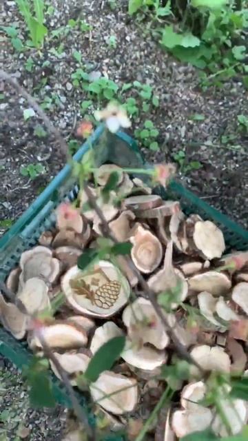 Спилы из можжевельника смотреть онлайн