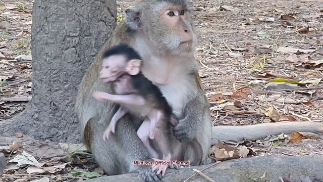 #Monkey ASMR banana eating #Обезьянка АСМР ест банан смотреть онлайн