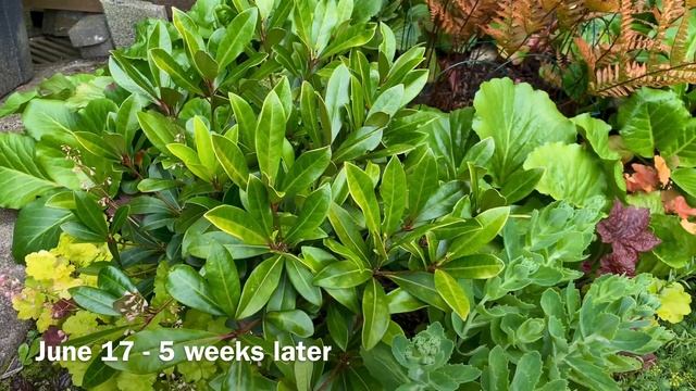 5 Weeks After Light Prune, Skimmia Japonica (4K) June 17, 2024 смотреть онлайн