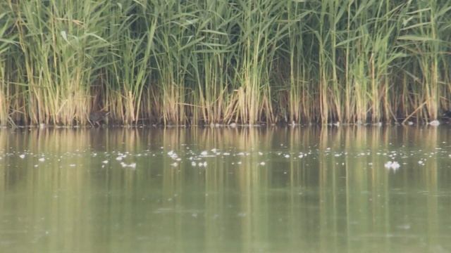 Waterral adult en pullus - Rallus aquaticus смотреть онлайн