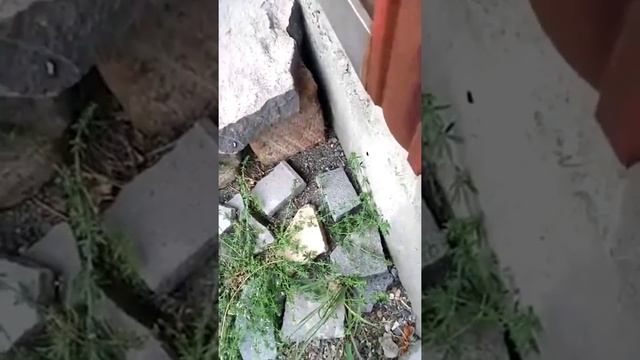 ՕՁԻՍ ԿԱՐՈՏԵԼ ԵՄ😁🐍 (ԿԱՐԻՆԵԻՑ ՎԱԽԵՑԱԾ ՕՁԸ)😳🤦 ЗМЕЯ НА ПОРОГЕ МОЕГО ДОМА 😁🐍 смотреть онлайн