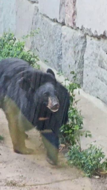 Гималайский медведь смотреть онлайн