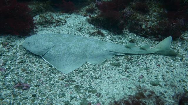 泳いでいたカスザメが着底 館山 西川名 202303h【4K】 смотреть онлайн