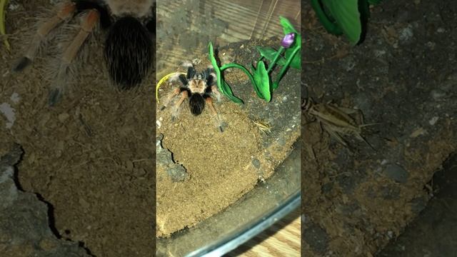 Tarantula feeding смотреть онлайн