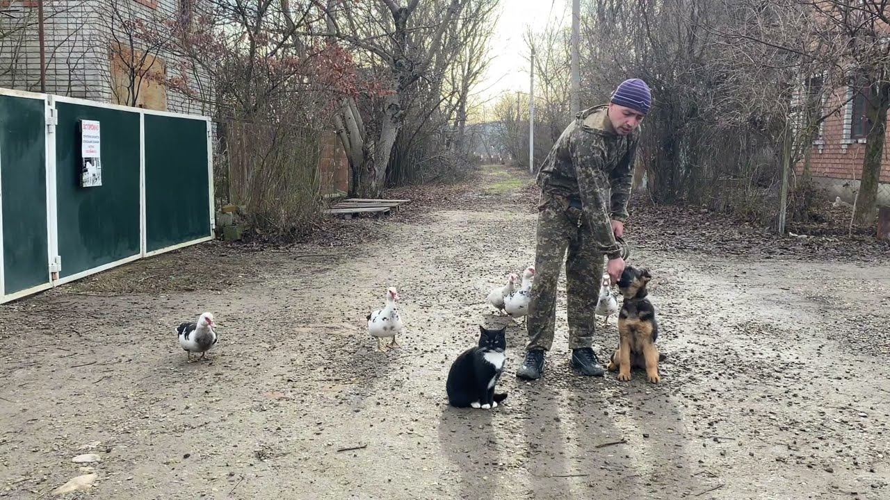 Немецкая овчарка Холли девочка 4 месяца- КОМАНДА КО МНЕ С РАЗДРАЖИТЕЛЯМИ УТИКАМИ И КОТАМИ смотреть онлайн