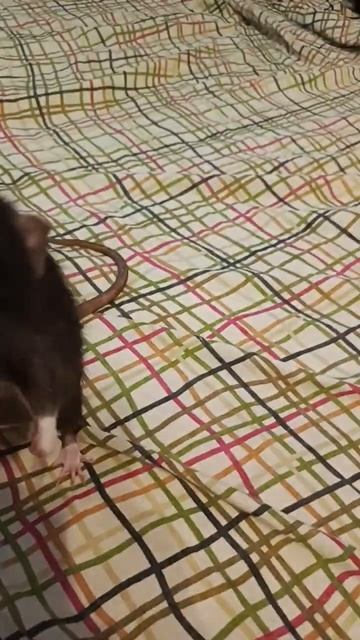 Крыса Хенкок первый раз пробует детское питание #rat #крыса смотреть онлайн