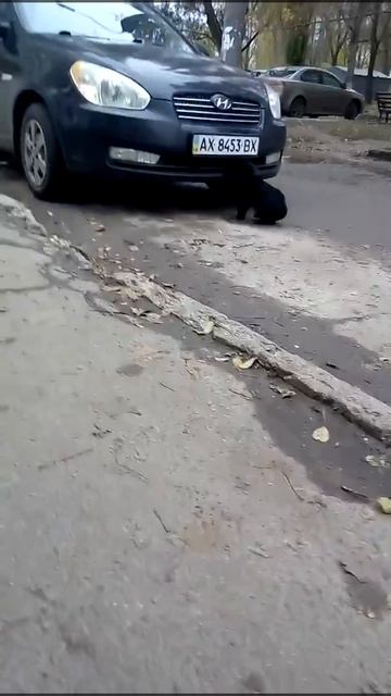 Кот изгоняет дьявола из хюндая смотреть онлайн