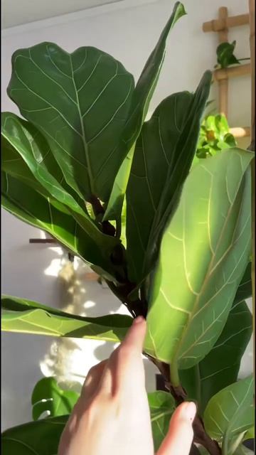 #houseplants #ficusplant #ficuslyrata смотреть онлайн
