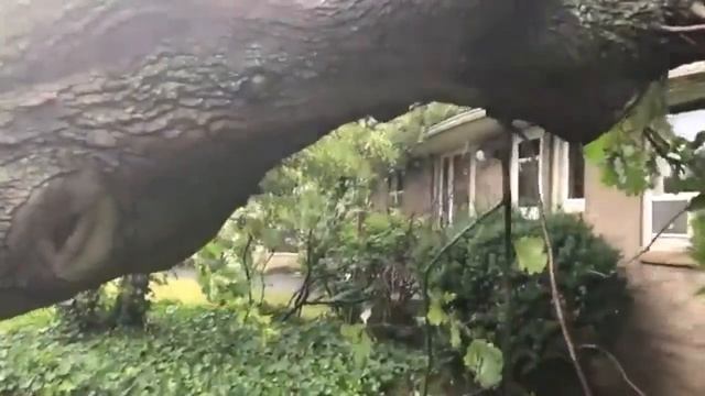 Hamburg maple trees down смотреть онлайн
