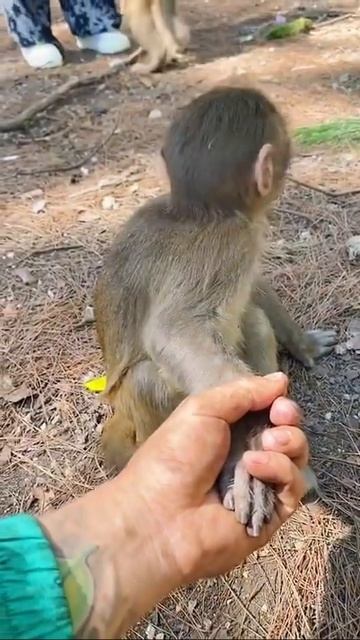 ХАХАХАХХА😂😂😂😂#shorts #обезьяны #смешно смотреть онлайн