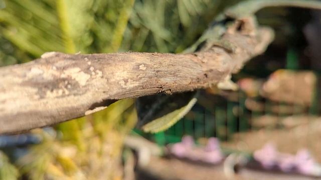Хамелеон/Chameleon/זִקִית смотреть онлайн
