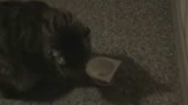 Кот и йогурт смотреть онлайн