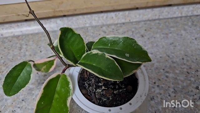 КОМНАТНЫЕ РАСТЕНИЯ ОБЗОР ХОЙИ #nature #plants #влог #garden #обзор #цветы # смотреть онлайн