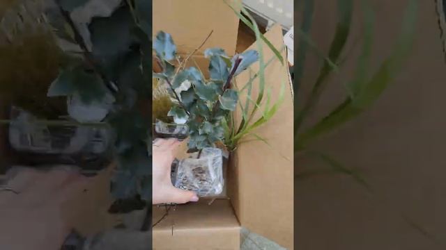 Achiziții noi pentru grădină! Iarbă de pampas, iasomie de grădină, echinacea, viță sălbatică🌿🌱 смотреть онлайн