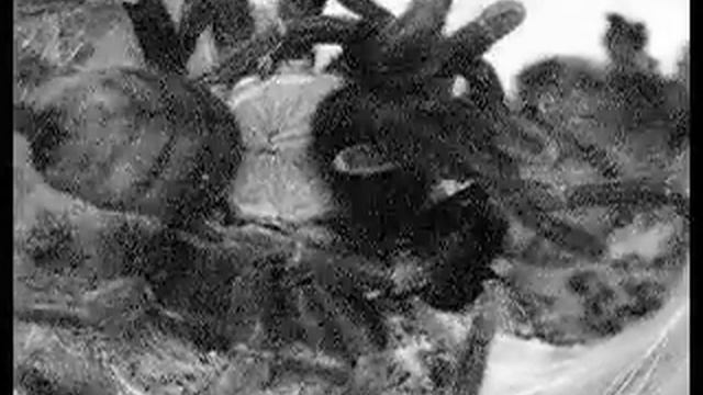 Chilobrachys fimbriatus mating смотреть онлайн