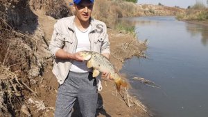 Балик ови сазан 3 кг