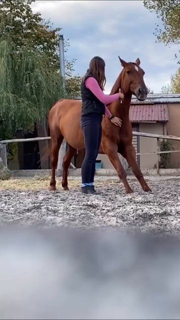 А вы бы хотели стать другом лошади, а не эксплуатировать её ? смотреть онлайн