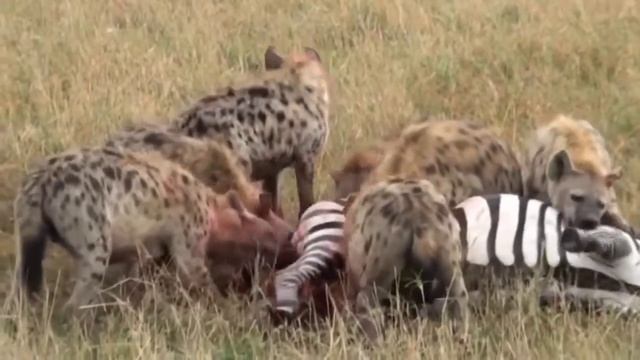 Zebra malang dimakan hidup-hidup oleh hyena #part2 смотреть онлайн