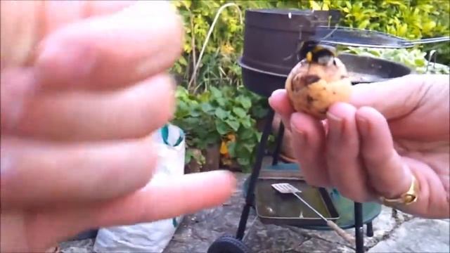 Шмель дал пять!! HD / Bumble Bee Gives a High Five!! смотреть онлайн