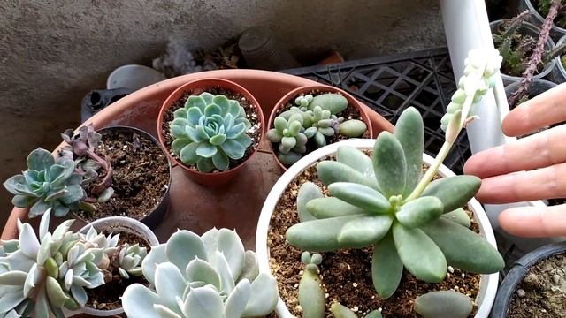kargo hazırlama ve sukullent anlatımı.🤗#sukulent #almanya #echinopsis смотреть онлайн