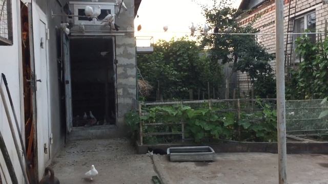 #Pigeons.Какие травы едят голуби. смотреть онлайн