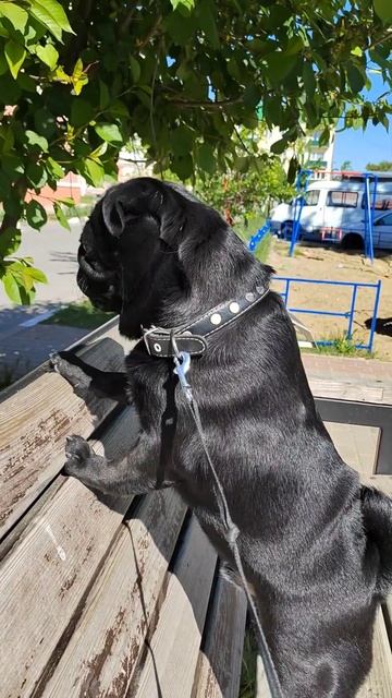 скучает по фанаткам #Кузьмич #pug смотреть онлайн
