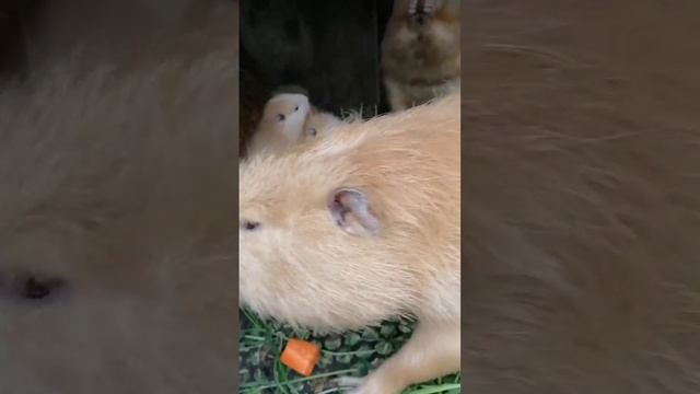 Вечерний Весенний Морковный Ужин. смотреть онлайн