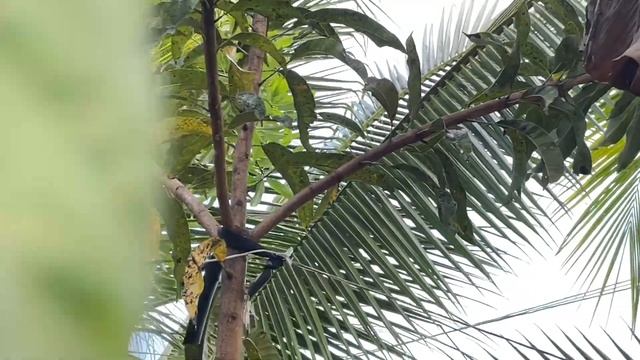 Farm Tour After First Rain + Our Rarest Tropical Fruit Tree in our Food Forest смотреть онлайн