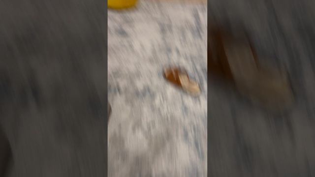 Мимимишки 1 серия Хэллоуин смотреть онлайн