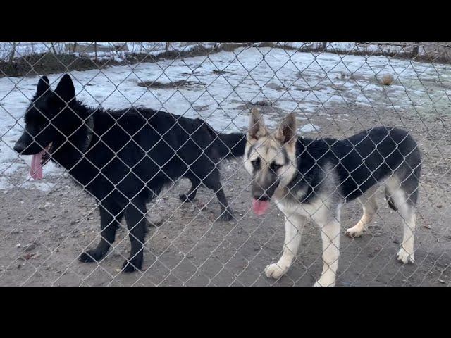 БЕГАЮТ И ИГРАЮТ БЕЗ ОСТАНОВКИ-Восточно-европейская овчарка и Немецкая овчарка смотреть онлайн